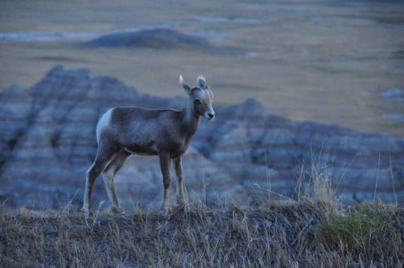 Pequeno veado no Badlands National Park, em South Dakota, nos Estados Unidos